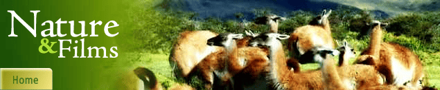 Guanacos en la monta&ntilde;a