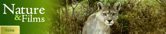 Puma en su h&aacute;bitat natural
